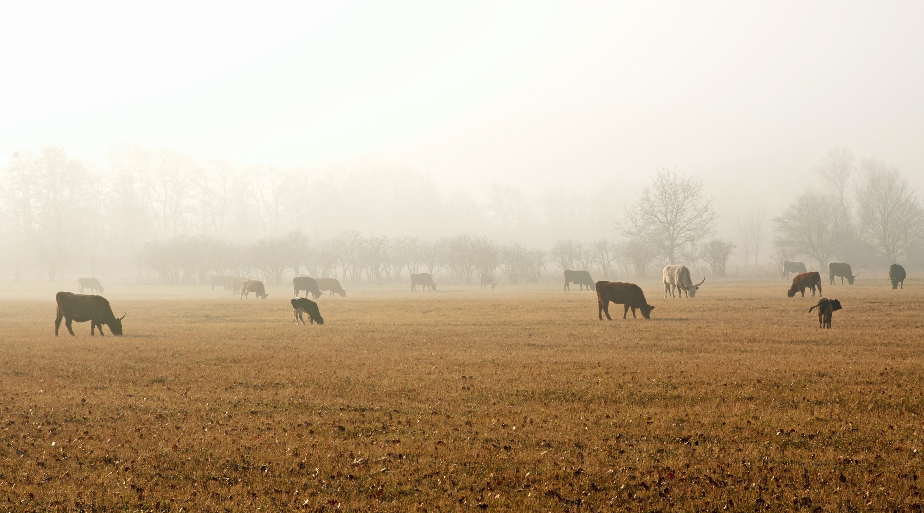 Understanding the Difference: Grass-Finished vs. Grain-Finished Beef