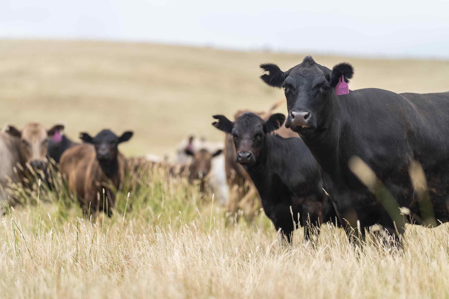 Cattle grazing on the farm, producing high-quality grass-fed and grass-finished beef.