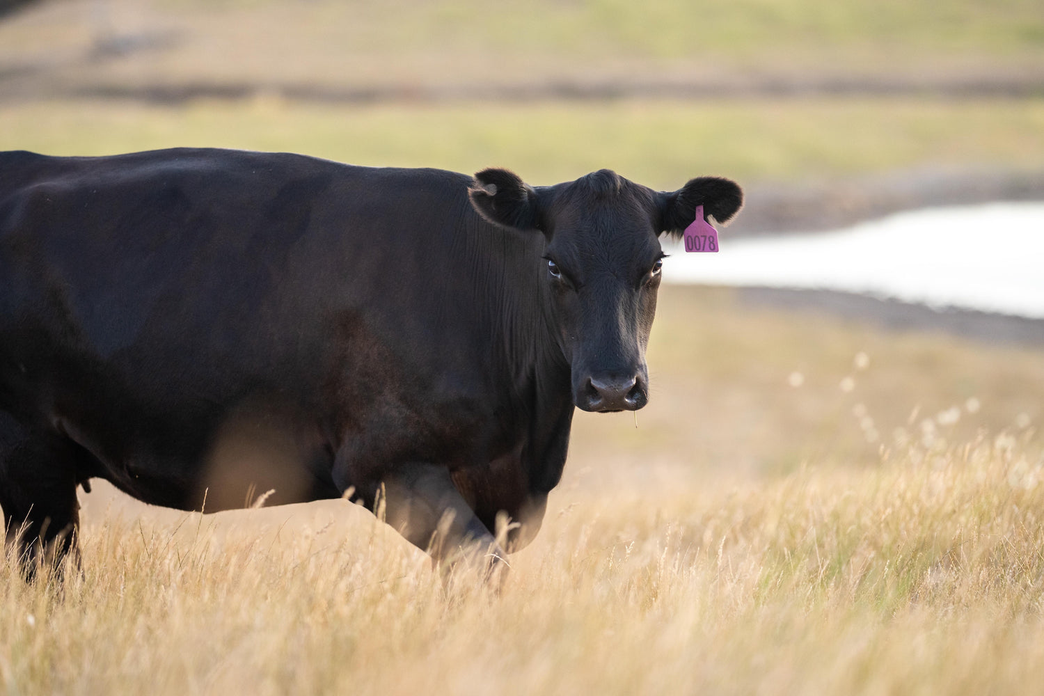 Pasture-raised cattle on a grain farm, raised for high-quality grain-finished beef.