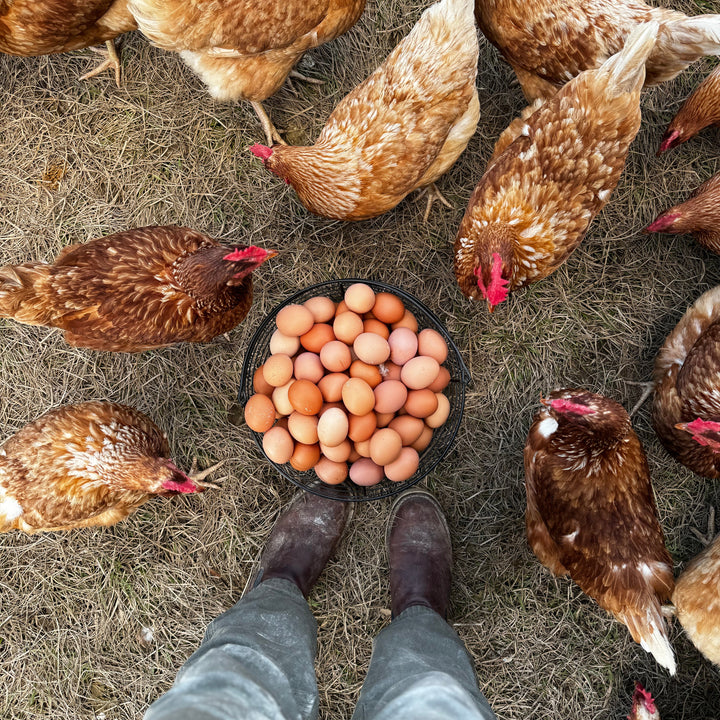 Carton of brown pasture-raised eggs from Blackwater Pastures.