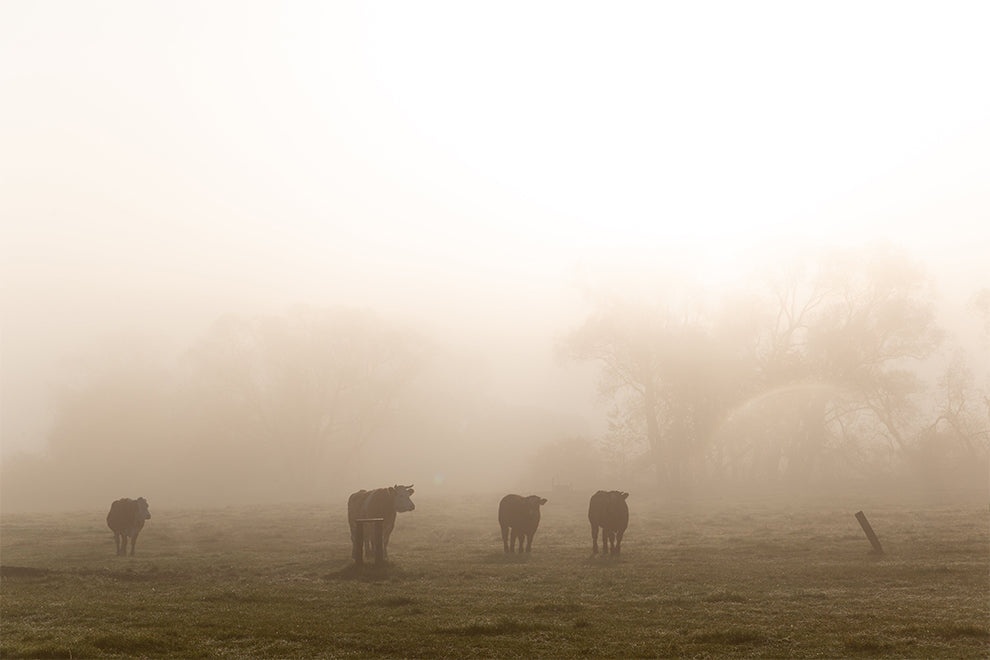 Pasture raised cattle enjoying the fresh air in the farm